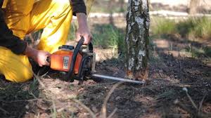  Enetai, WA Tree Services Pros