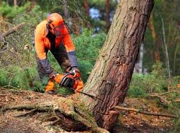 Best Commercial Tree Services  in Enetai, WA