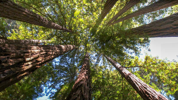 Best Tree Health Inspection  in Enetai, WA