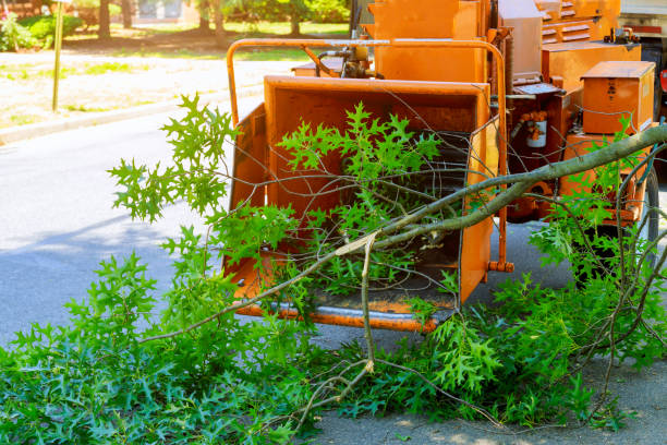 Best Tree Preservation Services  in Enetai, WA