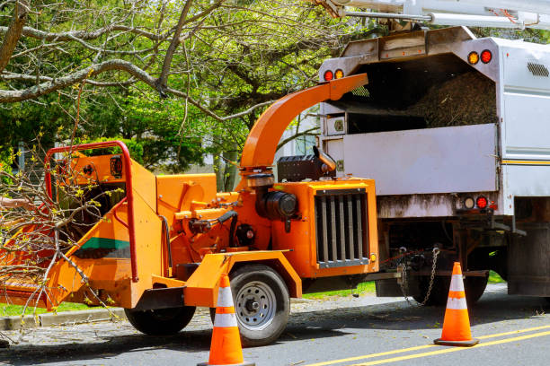 Best Tree Cabling and Bracing  in Enetai, WA