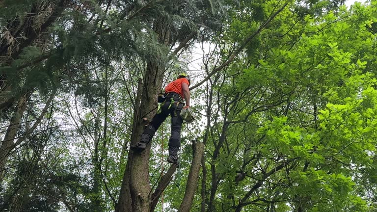 Best Stump Grinding and Removal  in Enetai, WA