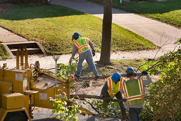 Best Hedge Trimming  in Enetai, WA