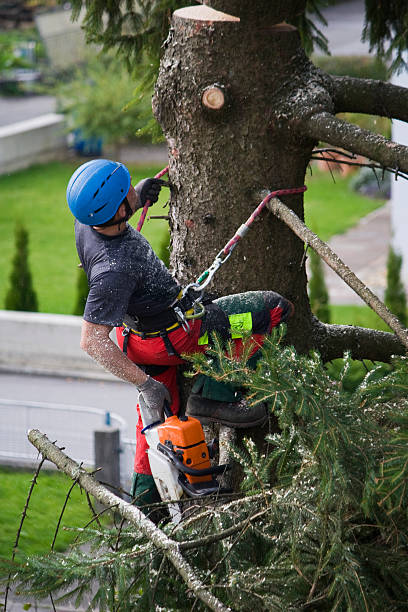 How Our Tree Care Process Works  in  Enetai, WA