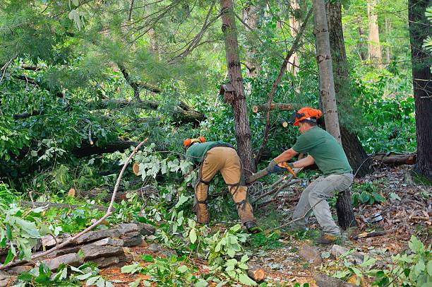 Professional Tree Services in Enetai, WA