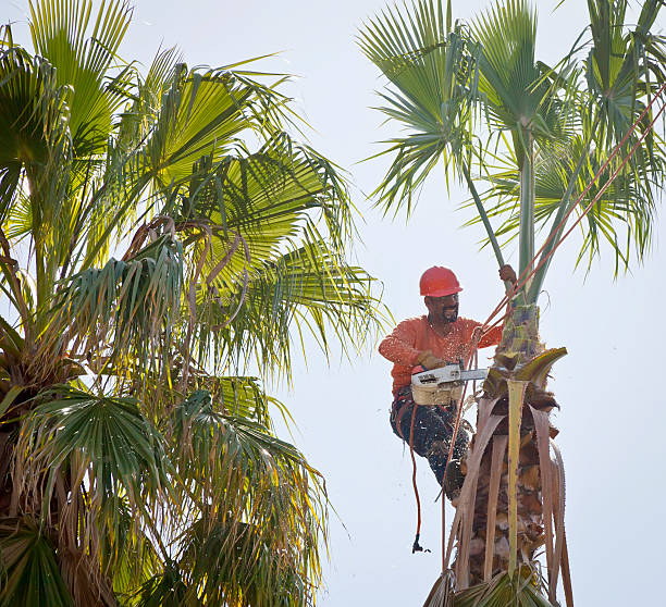 Best Tree Removal  in Enetai, WA