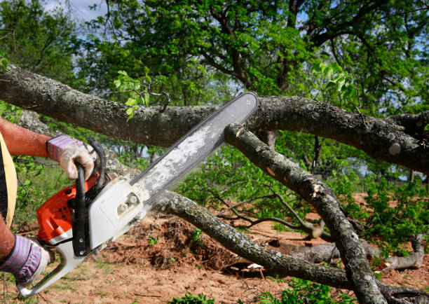 Best Fruit Tree Pruning  in Enetai, WA