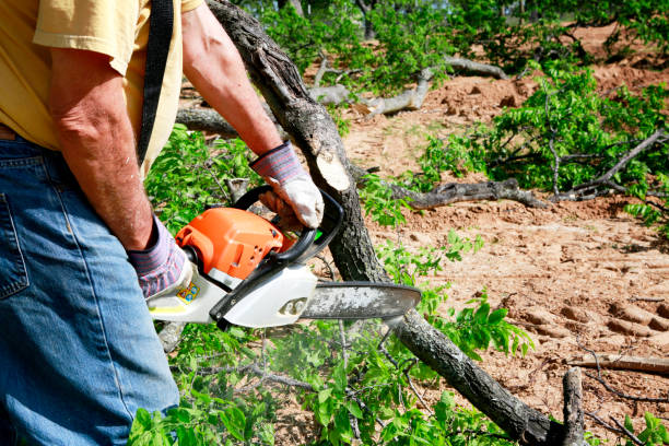 Best Tree Trimming and Pruning  in Enetai, WA
